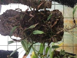  (Bulbophyllum inunctum - ORDNA00523)  @11 [ ] Copyright (2019) Unspecified Atlanta Botanical Garden
