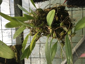 (Bulbophyllum dentiferum - ORDNA00531)  @11 [ ] Copyright (2019) Unspecified Atlanta Botanical Garden