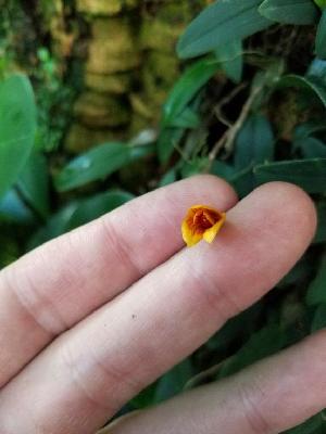  (Bulbophyllum pardalotum - ORDNA00539)  @11 [ ] Copyright (2019) Unspecified Atlanta Botanical Garden