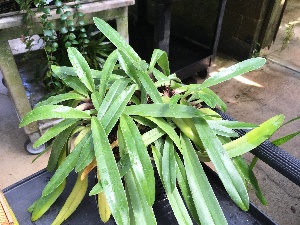  (Paphiopedilum liemianum - ORDNA00482)  @11 [ ] Copyright (2019) Unspecified Atlanta Botanical Garden
