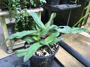  (Paphiopedilum victoria-regina - ORDNA00490)  @11 [ ] Copyright (2019) Unspecified Atlanta Botanical Garden
