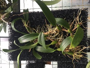  (Bulbophyllum saurocephalum - ORDNA00530)  @11 [ ] Copyright (2019) Unspecified Atlanta Botanical Garden