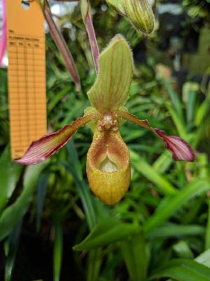  (Phragmipedium lindleyanum - ORDNA00449)  @11 [ ] Copyright (2019) Unspecified Atlanta Botanical Garden