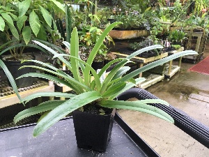  (Paphiopedilum villosum - ORDNA00457)  @11 [ ] Copyright (2019) Unspecified Atlanta Botanical Garden