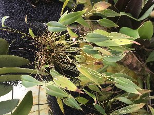  (Pleurothallis tryssa - ORDNA00521)  @11 [ ] Copyright (2019) Unspecified Atlanta Botanical Garden
