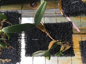  (Bulbophyllum blepharistes - ORDNA00529)  @11 [ ] Copyright (2019) Unspecified Atlanta Botanical Garden