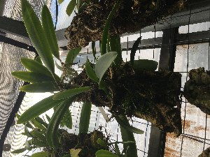  (Bulbophyllum gerlandianum - ORDNA00537)  @11 [ ] Copyright (2019) Unspecified Atlanta Botanical Garden