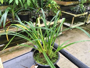  (Phragmipedium caricinum - ORDNA00448)  @11 [ ] Copyright (2019) Unspecified Atlanta Botanical Garden
