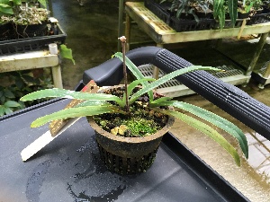  (Paphiopedilum henryanum - ORDNA00496)  @11 [ ] Copyright (2019) Unspecified Atlanta Botanical Garden