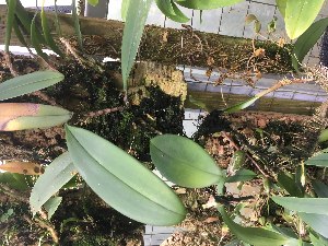  (Bulbophyllum macranthum - ORDNA00536)  @11 [ ] Copyright (2019) Unspecified Atlanta Botanical Garden