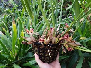  (Maxillaria desvauxiana - ORDNA00471)  @11 [ ] Copyright (2019) Unspecified Atlanta Botanical Garden