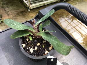  (Paphiopedilum bellatulum - ORDNA00495)  @11 [ ] Copyright (2019) Unspecified Atlanta Botanical Garden