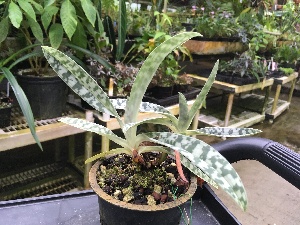  (Paphiopedilum javanicum - ORDNA00462)  @11 [ ] Copyright (2019) Unspecified Atlanta Botanical Garden