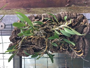  (Dendrobium chrysotropis - ORDNA00502)  @11 [ ] Copyright (2019) Unspecified Atlanta Botanical Garden