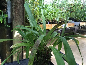  (Maxillaria shepheardii - ORDNA00477)  @11 [ ] Copyright (2019) Unspecified Atlanta Botanical Garden