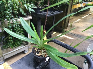  (Paphiopedilum supardii - ORDNA00485)  @11 [ ] Copyright (2019) Unspecified Atlanta Botanical Garden