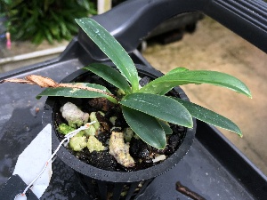  (Paphiopedilum helenae - ORDNA00493)  @11 [ ] Copyright (2019) Unspecified Atlanta Botanical Garden