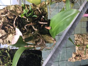 (Bulbophyllum virescens - ORDNA00533)  @11 [ ] Copyright (2019) Unspecified Atlanta Botanical Garden