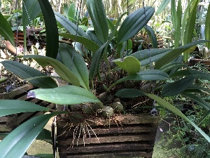  (Bulbophyllum nymphopolitanum - ORDNA00357)  @11 [ ] Copyright (2019) Unspecified Atlanta Botanical Garden