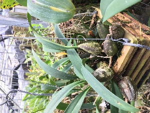  (Bulbophyllum tricornoides - ORDNA00365)  @11 [ ] Copyright (2019) Unspecified Atlanta Botanical Garden
