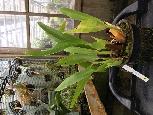  (Brassia arcuigera - ORDNA00389)  @11 [ ] Copyright (2019) Unspecified Atlanta Botanical Garden