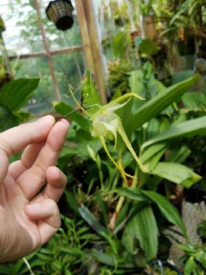 (Aeranthes grandiflora - ORDNA00429)  @11 [ ] Copyright (2019) Unspecified Atlanta Botanical Garden