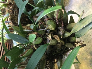  (Bulbophyllum orientale - ORDNA00356)  @11 [ ] Copyright (2019) Unspecified Atlanta Botanical Garden