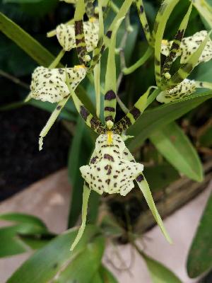  (Brassia maculata - ORDNA00388)  @11 [ ] Copyright (2019) Unspecified Atlanta Botanical Garden