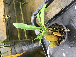  (Oncidium hyphaematicum - ORDNA00412)  @11 [ ] Copyright (2019) Unspecified Atlanta Botanical Garden
