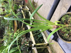  (Phragmipedium hirtzii - ORDNA00444)  @11 [ ] Copyright (2019) Unspecified Atlanta Botanical Garden