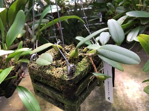  (Bulbophyllum fascinator - ORDNA00363)  @11 [ ] Copyright (2019) Unspecified Atlanta Botanical Garden