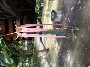  (Bulbophyllum longissimum - ORDNA00371)  @11 [ ] Copyright (2019) Unspecified Atlanta Botanical Garden