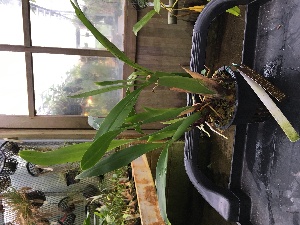  (Brassia caudata - ORDNA00395)  @11 [ ] Copyright (2019) Unspecified Atlanta Botanical Garden