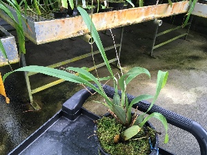  (Oncidium peltiforme - ORDNA00403)  @11 [ ] Copyright (2019) Unspecified Atlanta Botanical Garden