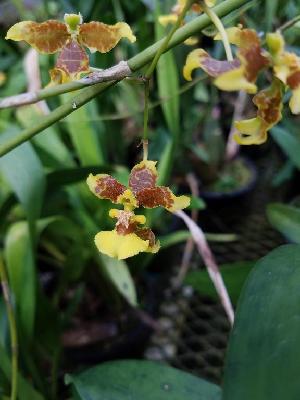  (Oncidium leleui - ORDNA00411)  @11 [ ] Copyright (2019) Unspecified Atlanta Botanical Garden