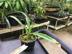  (Phragmipedium wallisii - ORDNA00443)  @11 [ ] Copyright (2019) Unspecified Atlanta Botanical Garden