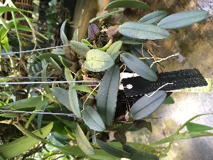  (Bulbophyllum frostii - ORDNA00362)  @11 [ ] Copyright (2019) Unspecified Atlanta Botanical Garden
