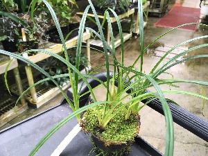  (Phragmipedium pearcei - ORDNA00442)  @11 [ ] Copyright (2019) Unspecified Atlanta Botanical Garden
