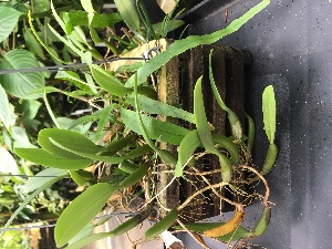  (Bulbophyllum odoratissimum - ORDNA00353)  @11 [ ] Copyright (2019) Unspecified Atlanta Botanical Garden