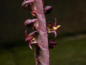  (Bulbophyllum sandersonii - ORDNA00361)  @11 [ ] Copyright (2019) Unspecified Atlanta Botanical Garden