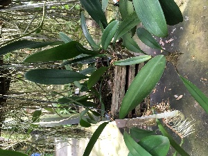  (Bulbophyllum baileyi - ORDNA00369)  @11 [ ] Copyright (2019) Unspecified Atlanta Botanical Garden