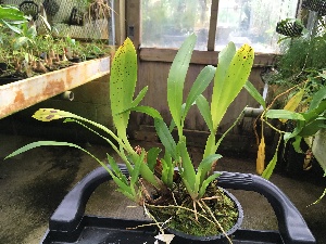  (Brassia wageneri - ORDNA00393)  @11 [ ] Copyright (2019) Unspecified Atlanta Botanical Garden