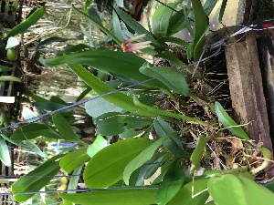  (Bulbophyllum lepidum - ORDNA00360)  @11 [ ] Copyright (2019) Unspecified Atlanta Botanical Garden