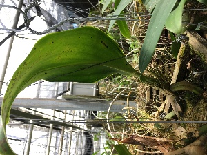  (Bulbophyllum foetidum - ORDNA00368)  @11 [ ] Copyright (2019) Unspecified Atlanta Botanical Garden