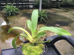  (Aeranthes ramosa - ORDNA00432)  @11 [ ] Copyright (2019) Unspecified Atlanta Botanical Garden