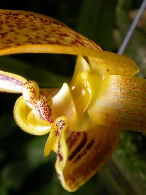  (Bulbophyllum dearei - ORDNA00350)  @11 [ ] Copyright (2019) Unspecified Atlanta Botanical Garden