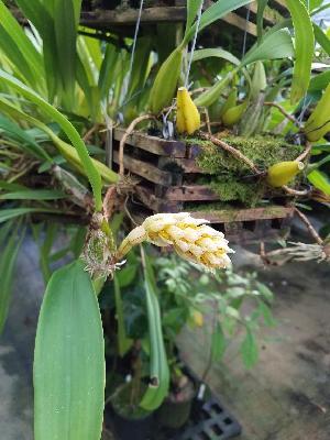  (Bulbophyllum allenkerrii - ORDNA00367)  @11 [ ] Copyright (2019) Unspecified Atlanta Botanical Garden