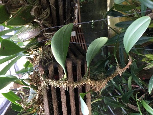  (Bulbophyllum patens - ORDNA00349)  @11 [ ] Copyright (2019) Unspecified Atlanta Botanical Garden