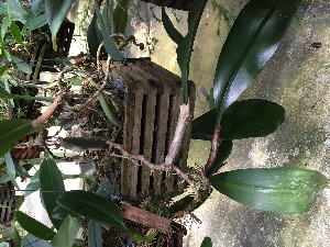  ( - ORDNA00358)  @11 [ ] Copyright (2019) Unspecified Atlanta Botanical Garden