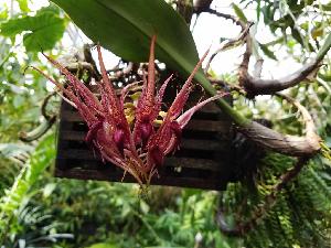  (Dendrobium carinatum - ORDNA00358)  @11 [ ] Copyright (2019) Unspecified Atlanta Botanical Garden
